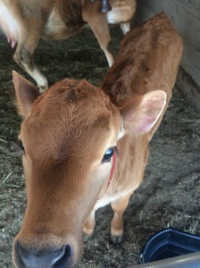 Norma Star's sweet heifer, Starla, born in March.