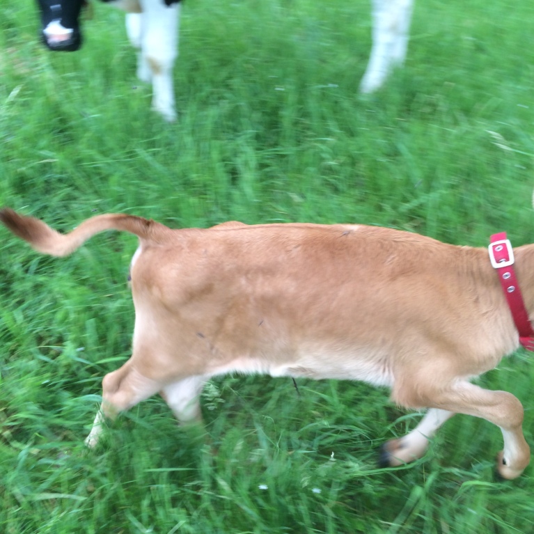 fast calf